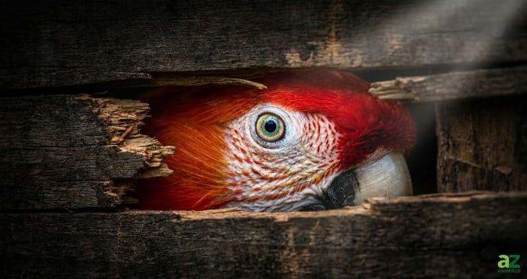 Using the 'eye-contact' technique through a narrow aperture triggers a biological empathy response, while the mystery of the crate's contents encourages the click.