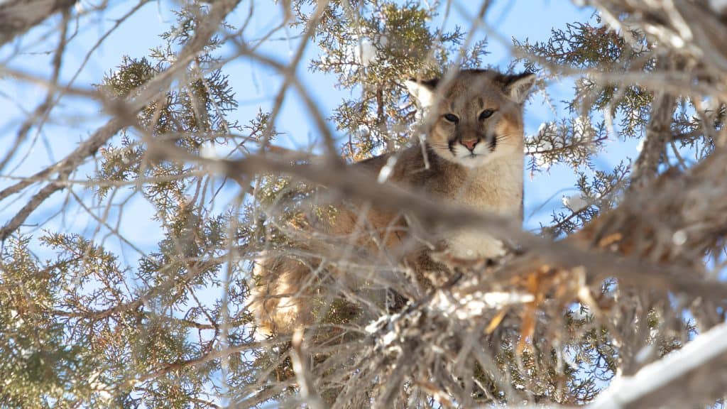 Cougar in a tree from Utah Mountain Lion Conservation trail camera