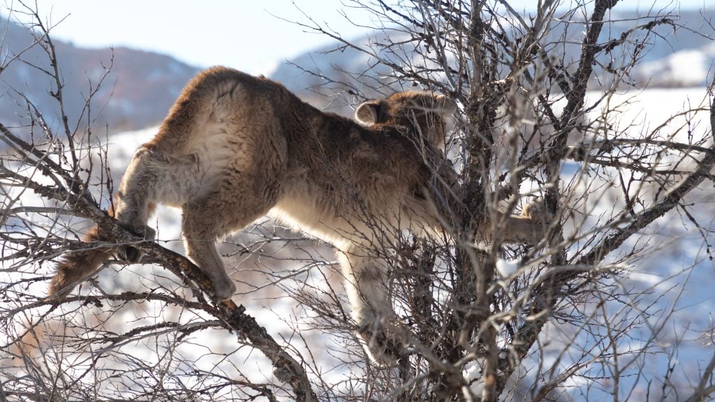 Trail camera image of a cougar from Utah Mountain Lion Conservation trail camera
