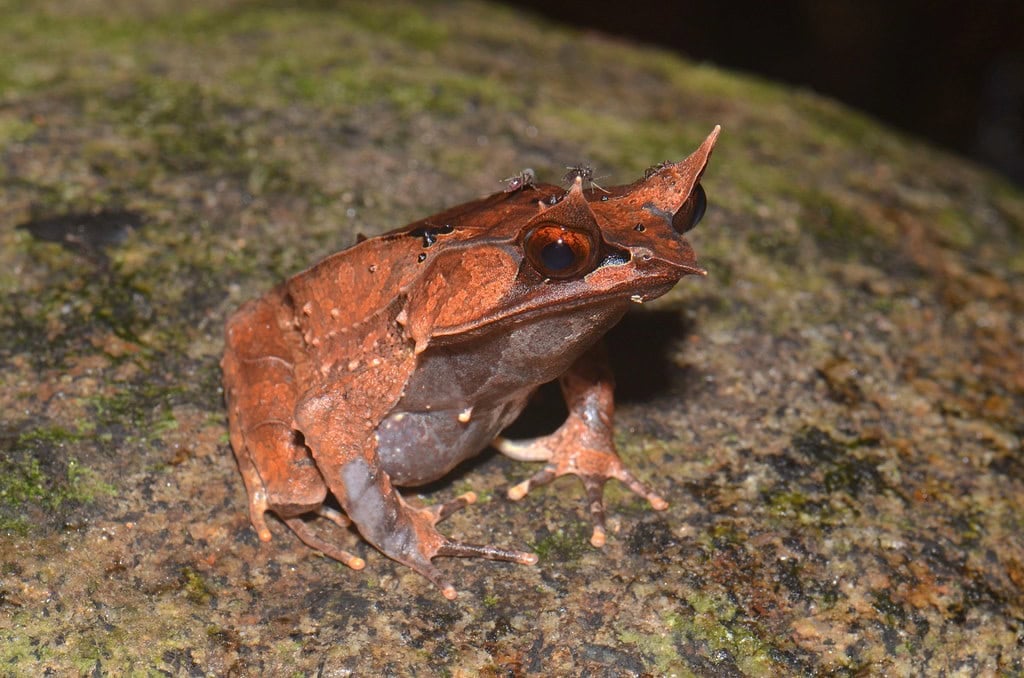 The long-nosed horned frog with three mosquitos