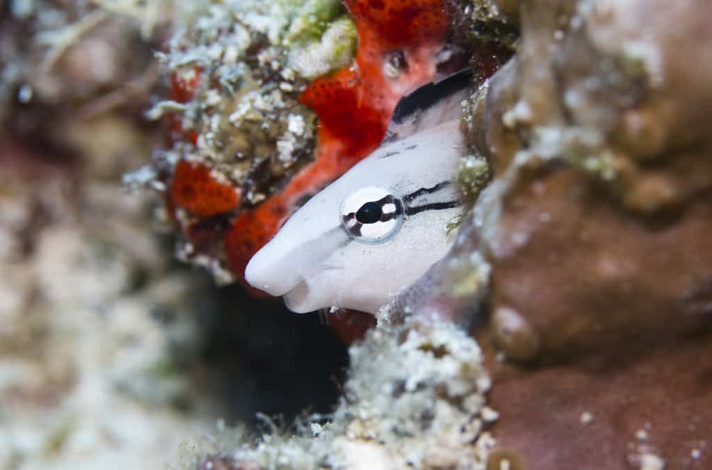Scale-eating sabretooth blenny - Plagiotremus tapeinosoma