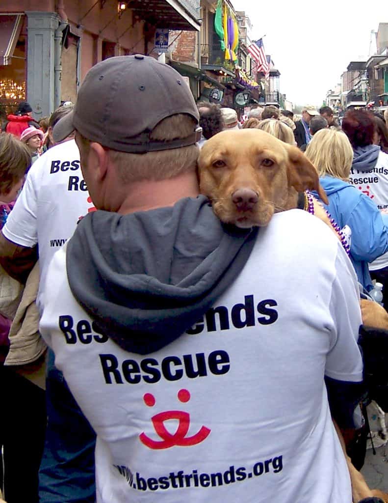 [Hurricane Katrina] New Orleans, LA, February 19, 2006 - Members of Best Friends Rescue join the parade down Bourbon Street during Mardis Gras with some of the animals abandoned and rescued from Hurricane Katrina. This organization rescued about 4,000 animals. Hundreds were reunited with their families and most of the rest placed in foster/adoption homes and in the care of humane groups around the country. Barbara Pritchard/FEMA