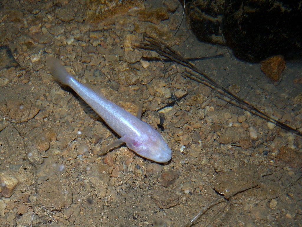 Blind Cave Fish (Typhloetris madagascariensis), Tsimanampetsotsa, Madagascar