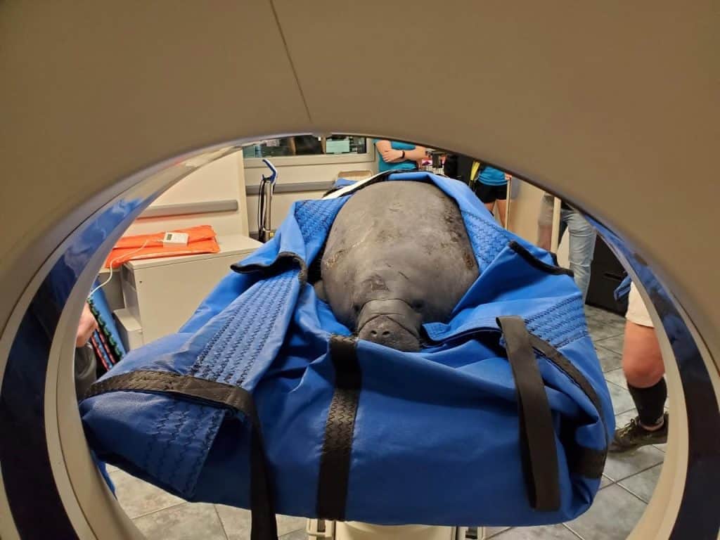 Alpine is an orphan calf who had some abnormalities on his radiographs (x-rays) when he arrived.