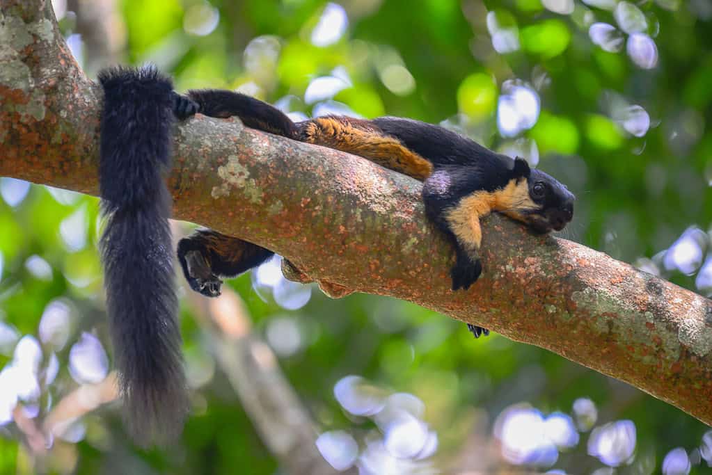 Ratufa bicolor, Black giant squirrel - Kaeng Krachan National Park