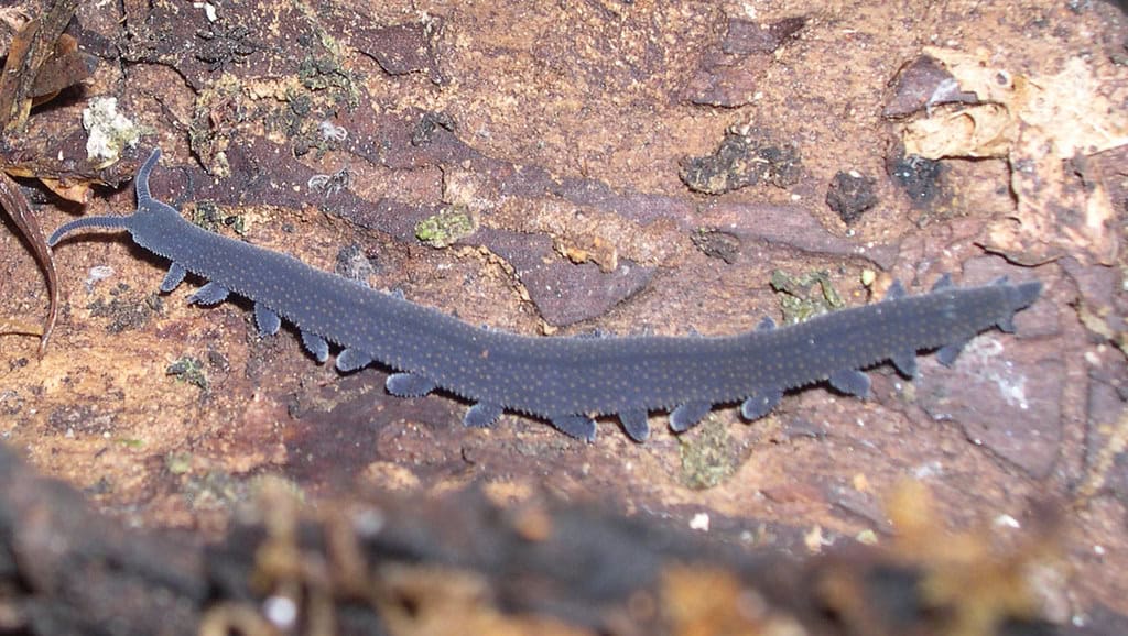 Onychophora