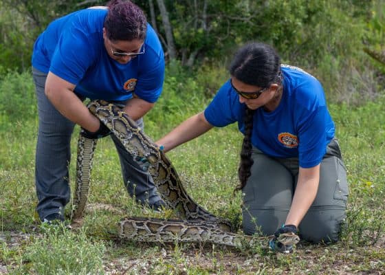 Florida Is Paying Participants $25,000 to Hunt Everglades Pythons This ...