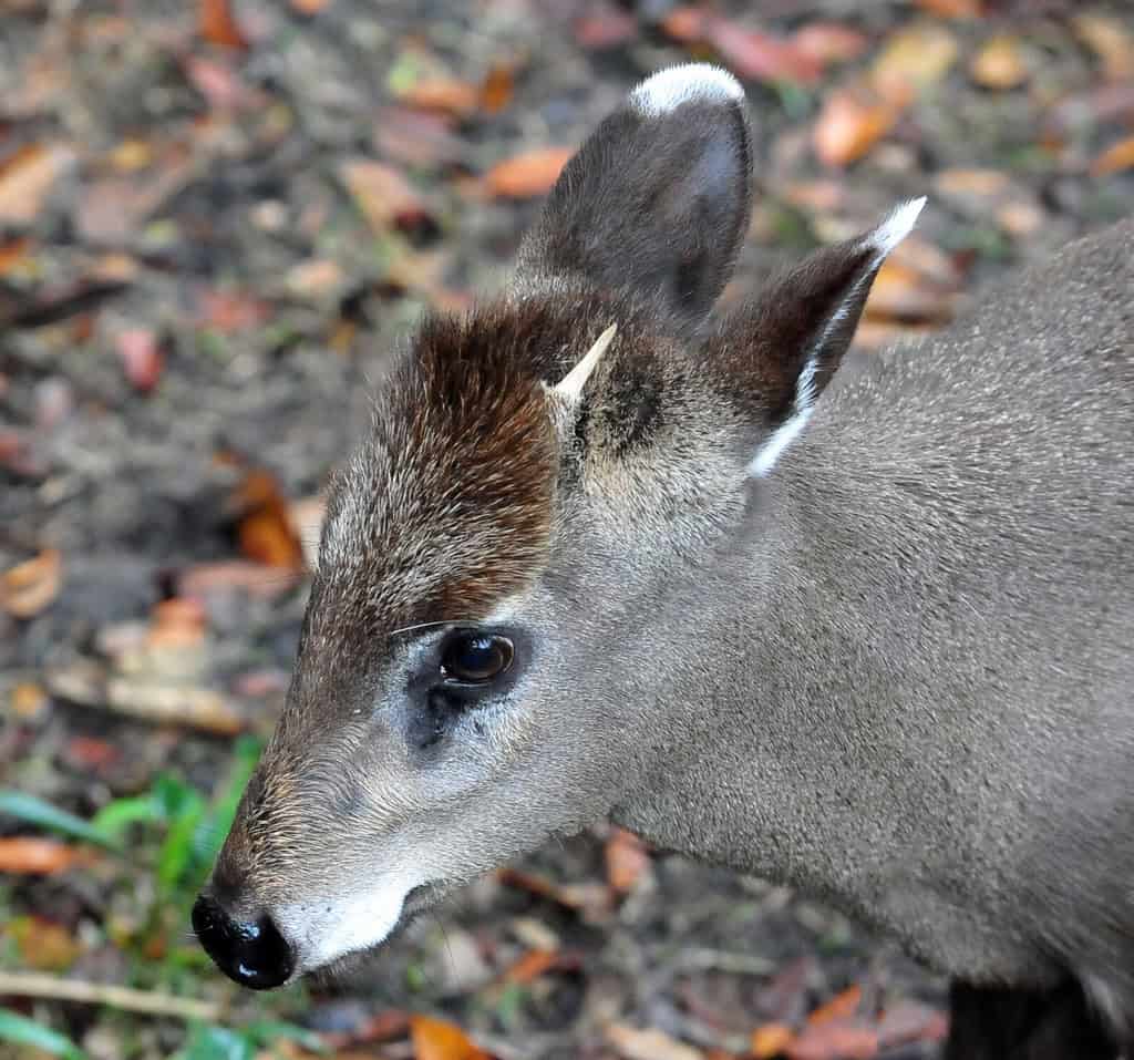Tufted Deer (Elaphodus cephalophus)