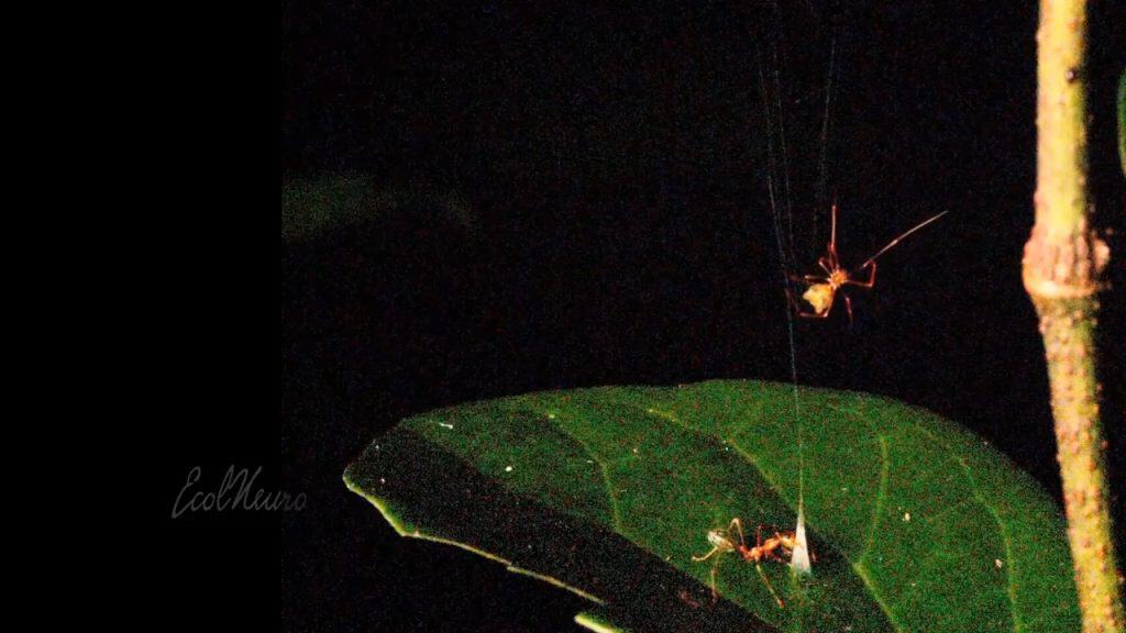 A ballista spider catching a green tree ant