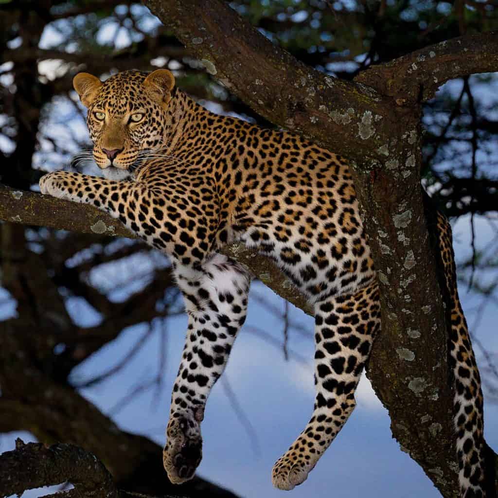 Cape leopard