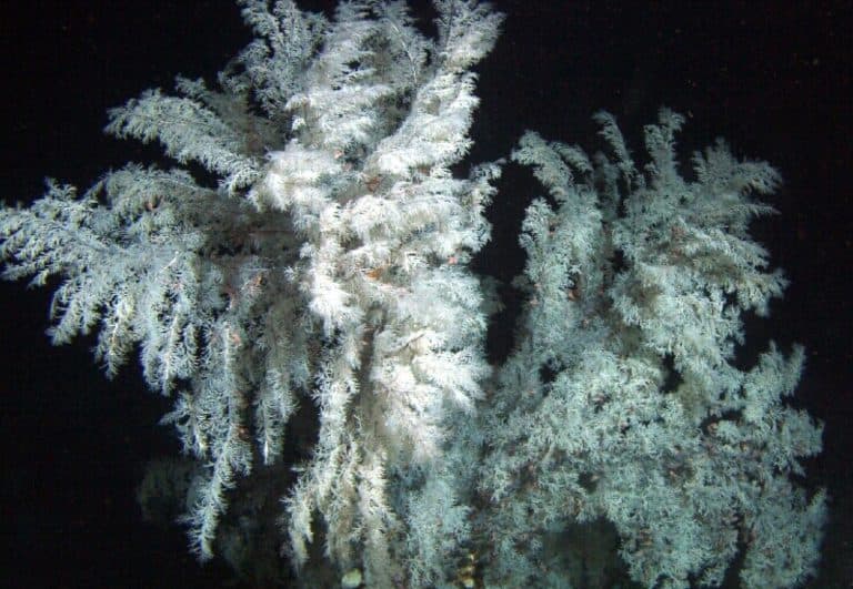 Antipathes dendrochristos, a black coral