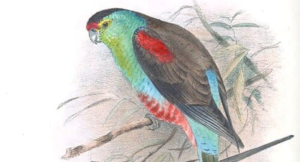 Paradise parrot