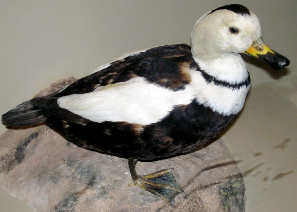Male replica Labrador duck