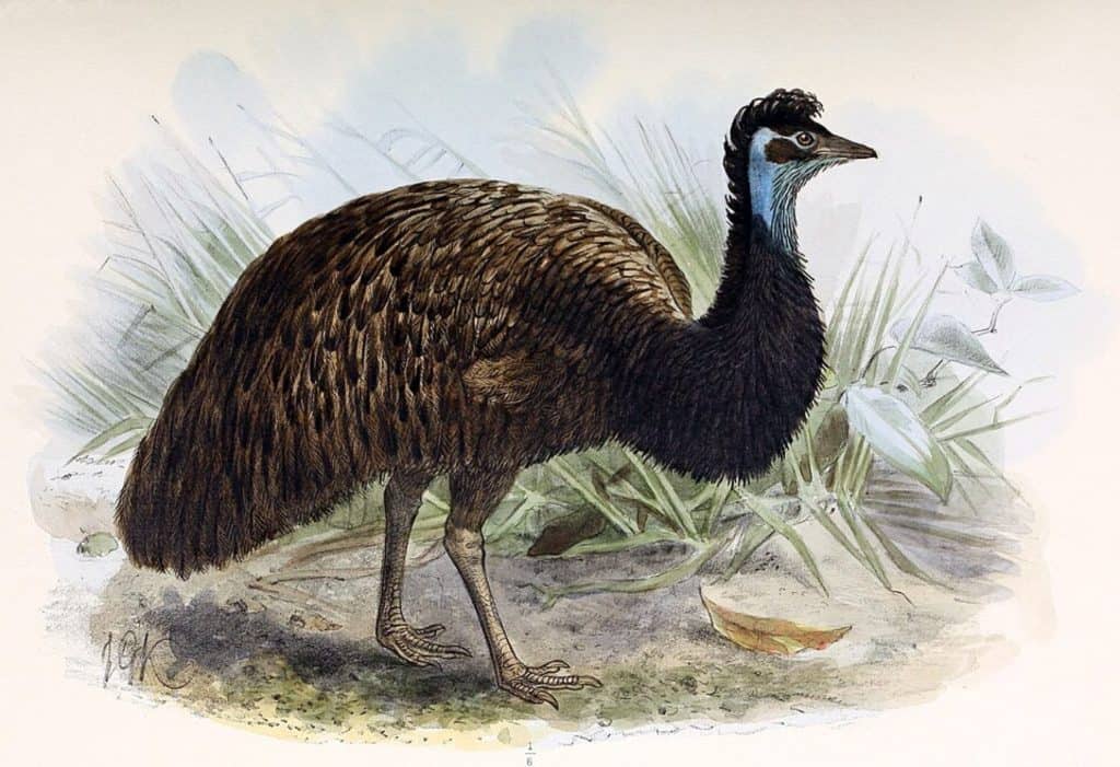 King Island emu