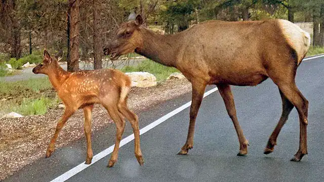 Mother and spotted baby elk crossing a road.