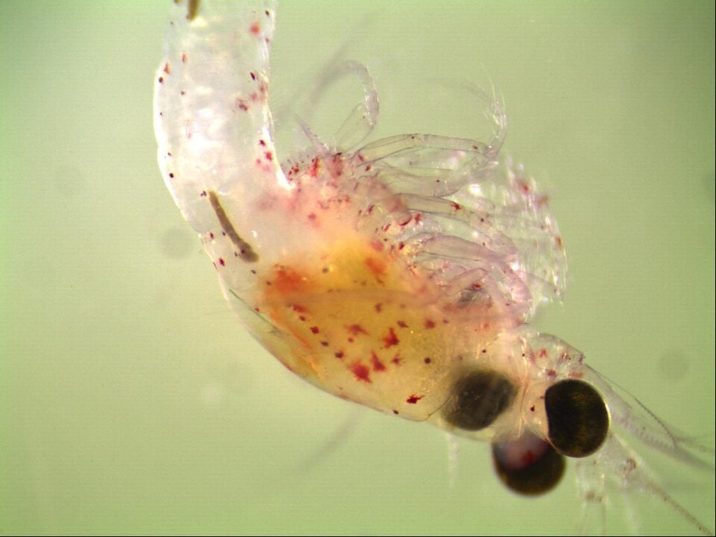 Bloody red shrimp