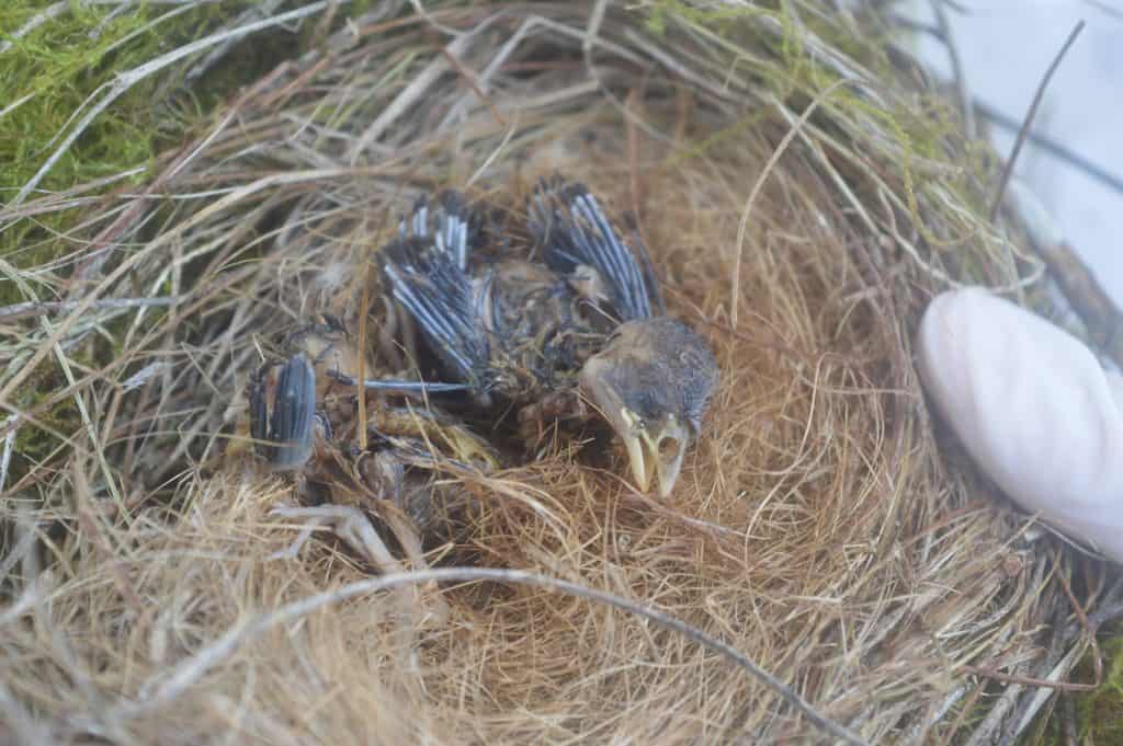 Dead Darwins finch nestlings caused by avian vampire fly parasitism