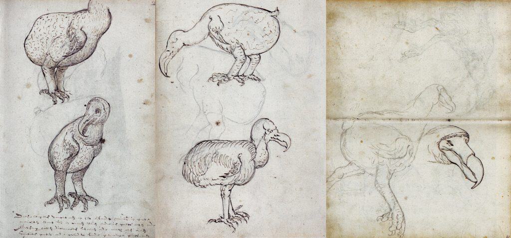 : Compilation of the first depictions of dodos (Raphus cucullatus) on the island Mauritius (Indian Ocean), made during the voyage of the VOC Gelderland in 1602.