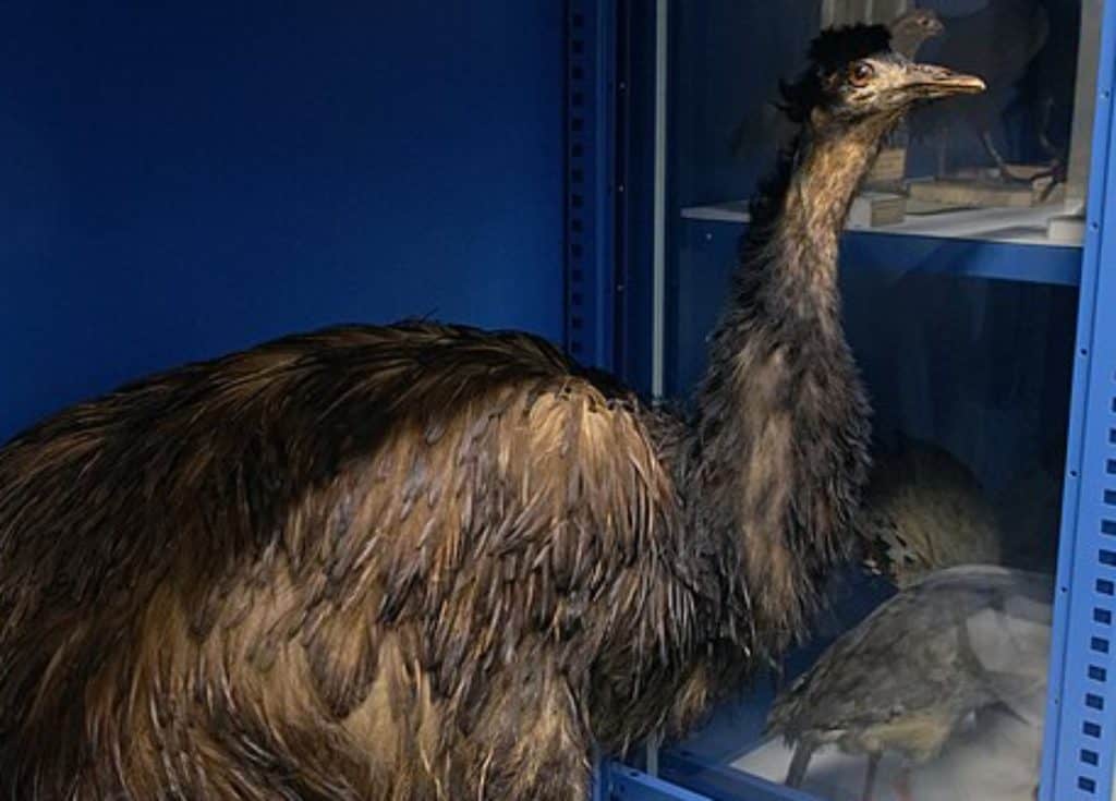 King Island emu