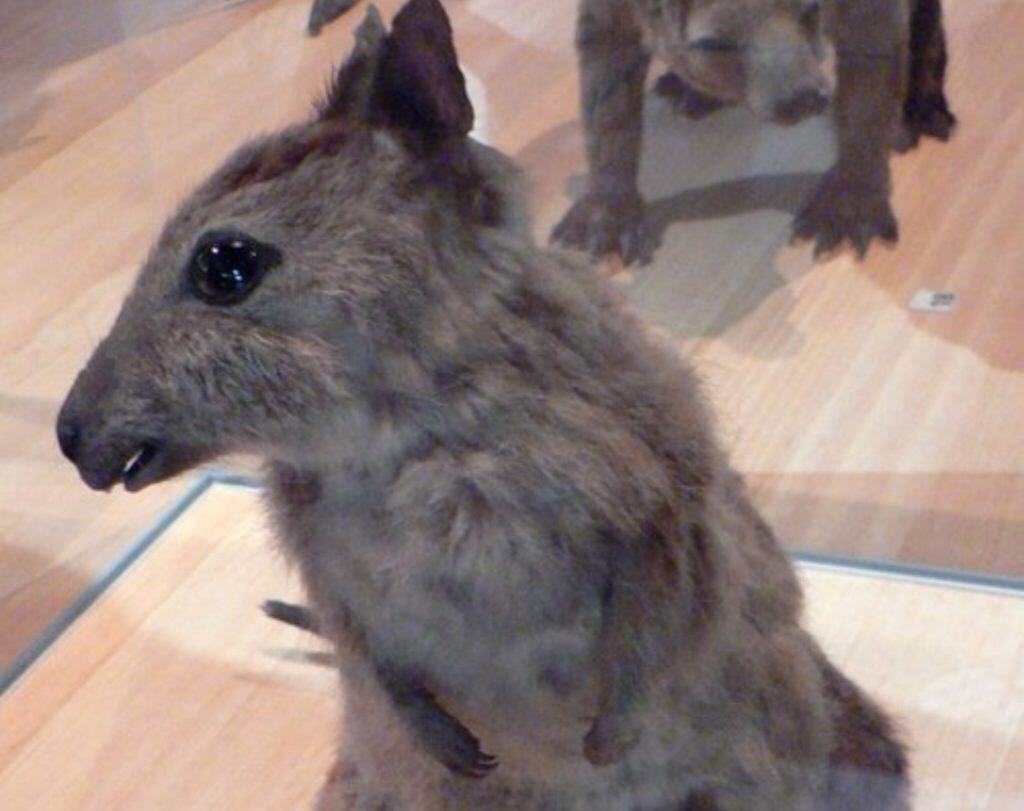 Eastern hare-wallaby