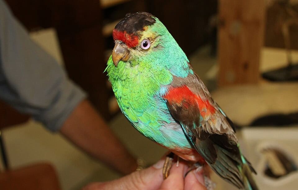 Paradise parrot