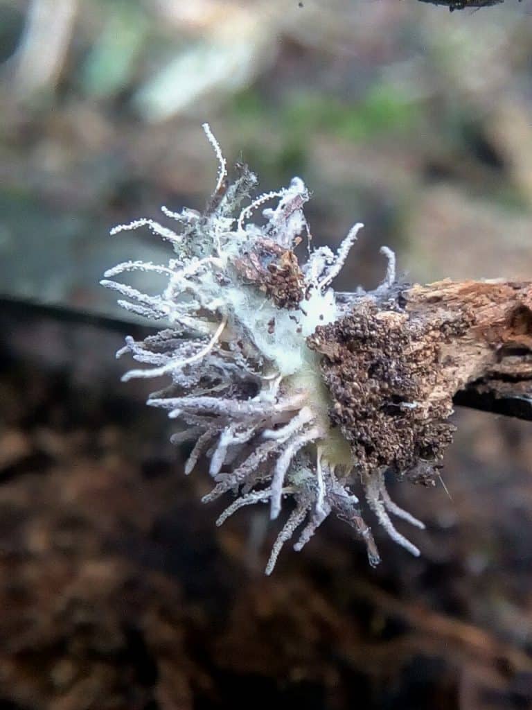 Gibellula pulchra parasitic fungi; photographed in India, Jammu and Kashmir at 5224-5224 meters ; Found on some huntsman spider under dead wood
