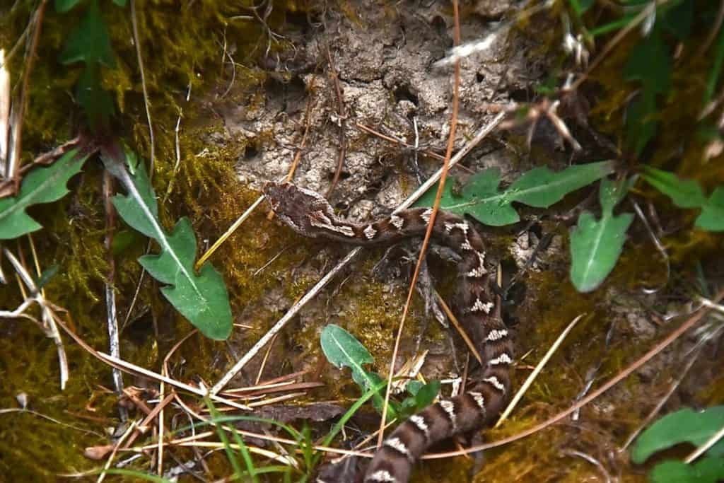 Himalayan pit viper