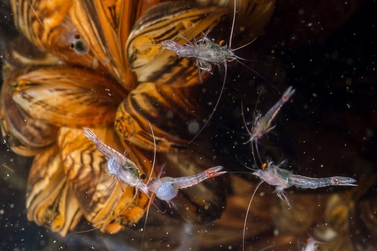 Bloody red shrimp