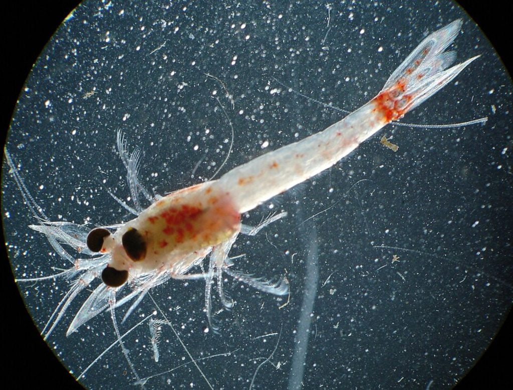 Bloody red shrimp