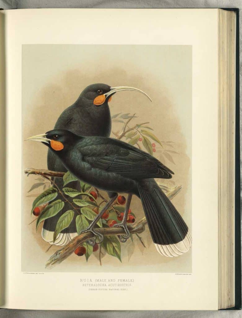 Huia birds