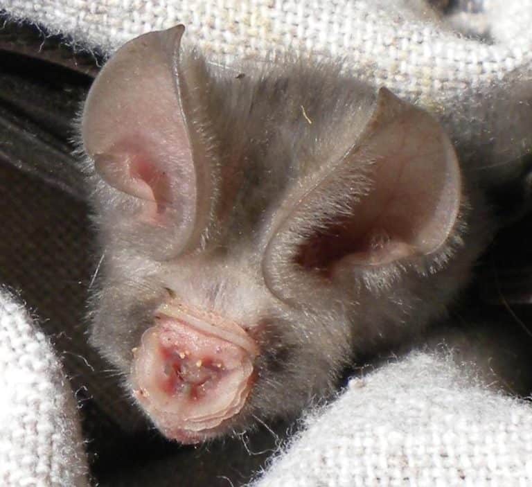 Sundevall's roundleaf bat (Hipposideros caffer), also called Sundevall's leaf-nosed bat, is a species of bat in the family Hipposideridae.