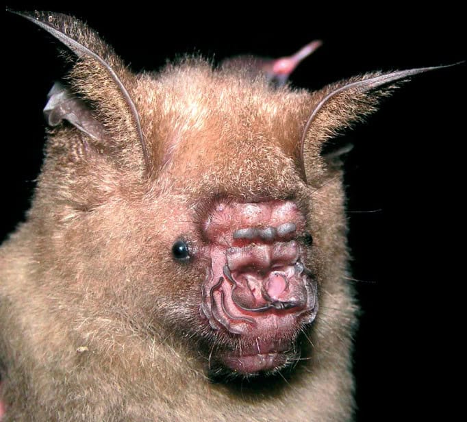 Photograph of Hipposideros pendleburyi (written as H. turpis pendleburyi) from Peninsular Thailand