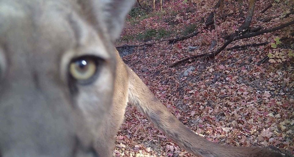Trail camera image of a cougar from Utah Mountain Lion Conservation trail camera