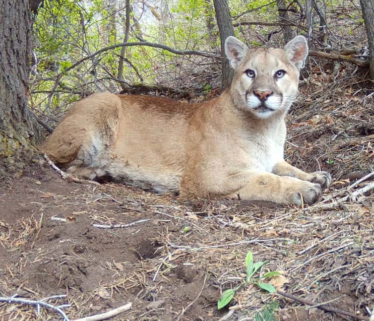 Trail camera image of a cougar from Utah Mountain Lion Conservation trail camera