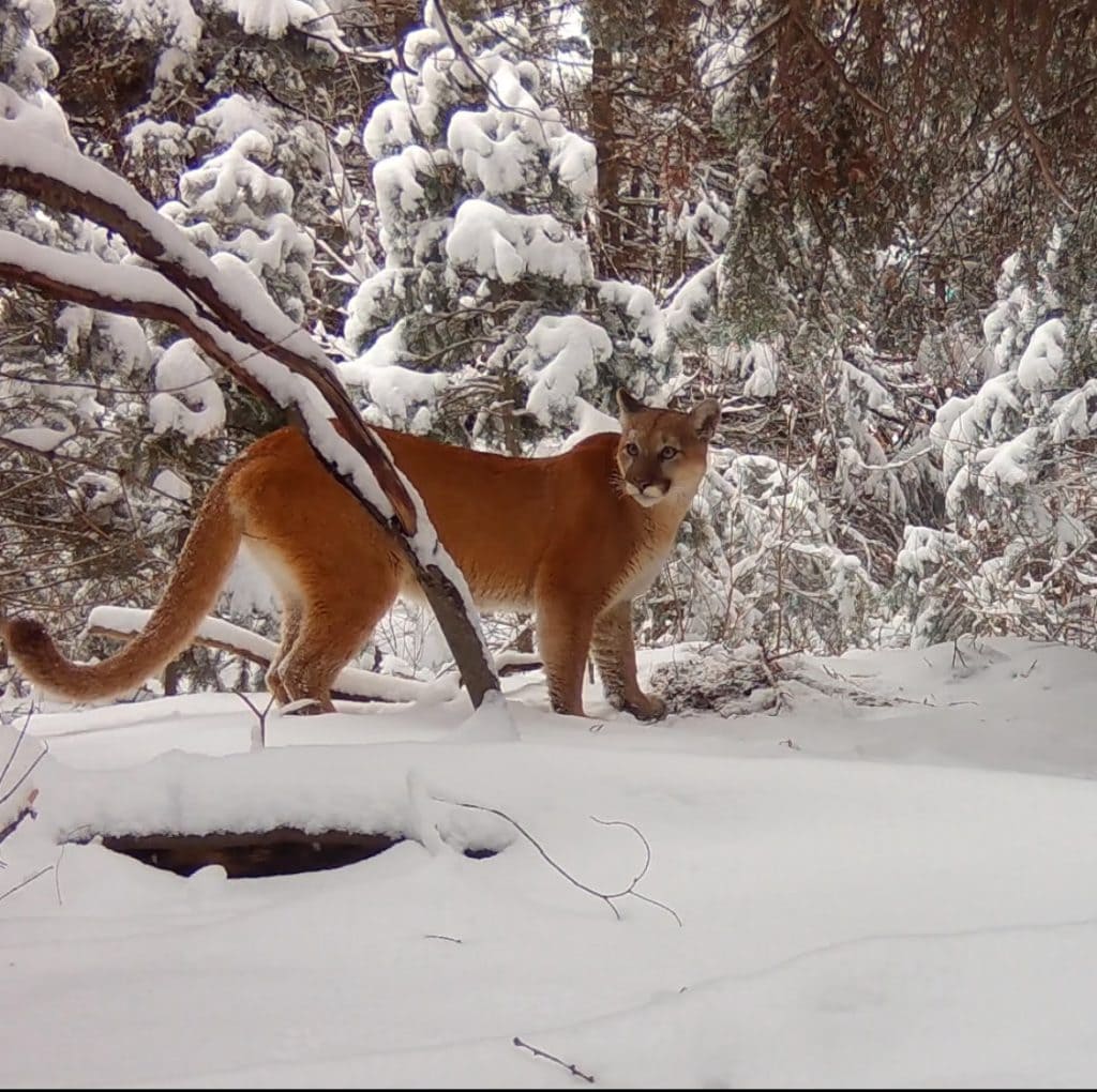 Trail camera image of a cougar from Utah Mountain Lion Conservation trail camera