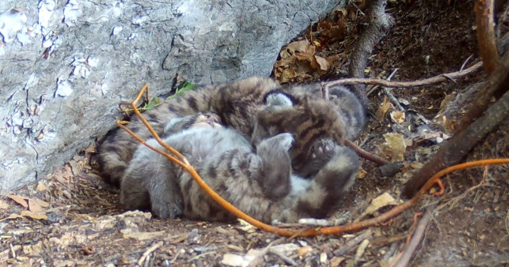 Trail camera image of cougar kittens from Utah Mountain Lion Conservation trail camera