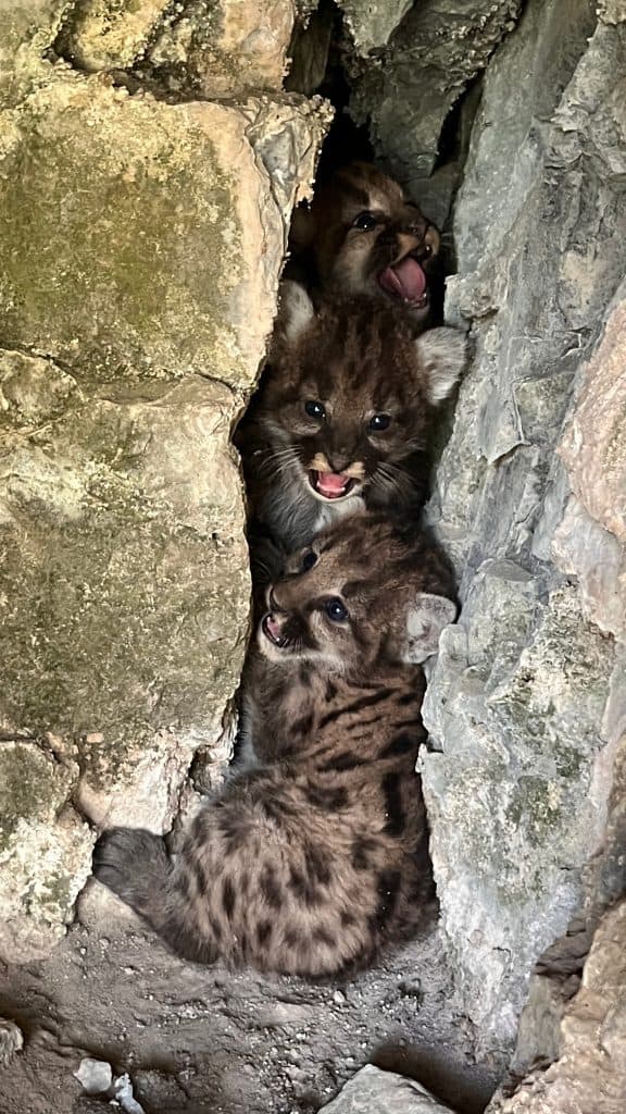Mountain lion kittens