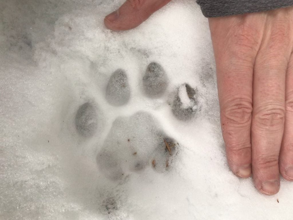 Trail camera image of a cougar pawprint from Utah Mountain Lion Conservation trail camera