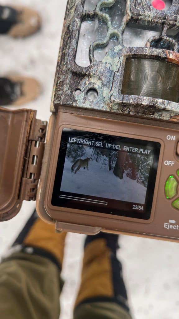 Trail camera with cougar footage from Utah Mountain Lion Conservation