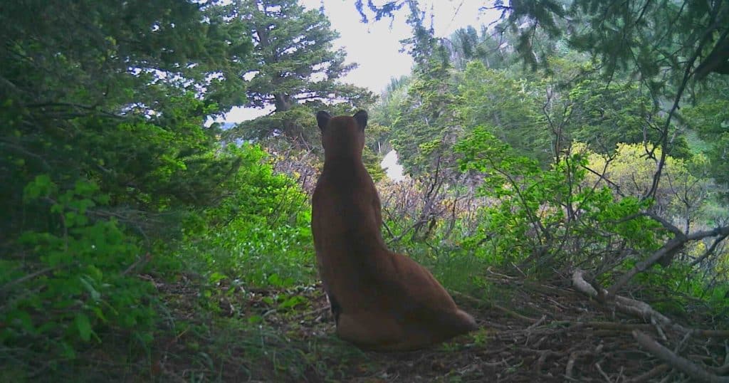 Trail camera image of a cougar from Utah Mountain Lion Conservation trail camera