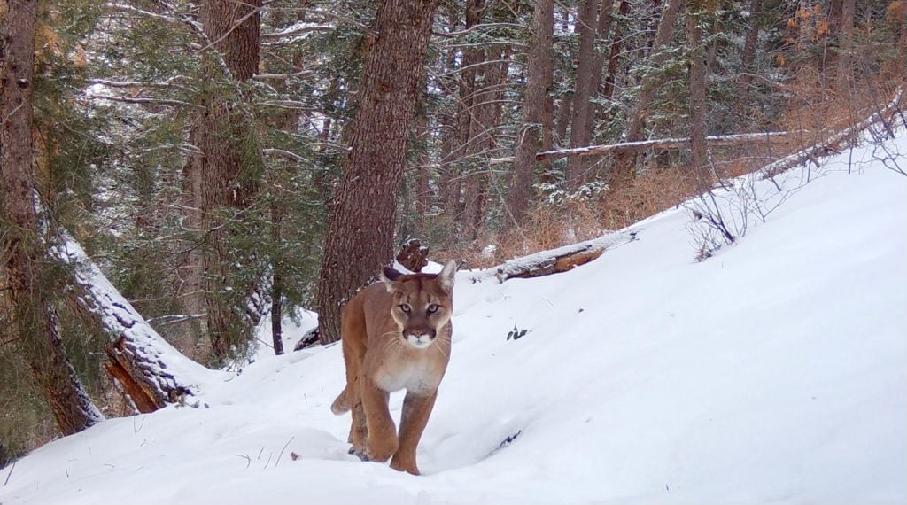 Trail camera image of a cougar from Utah Mountain Lion Conservation trail camera