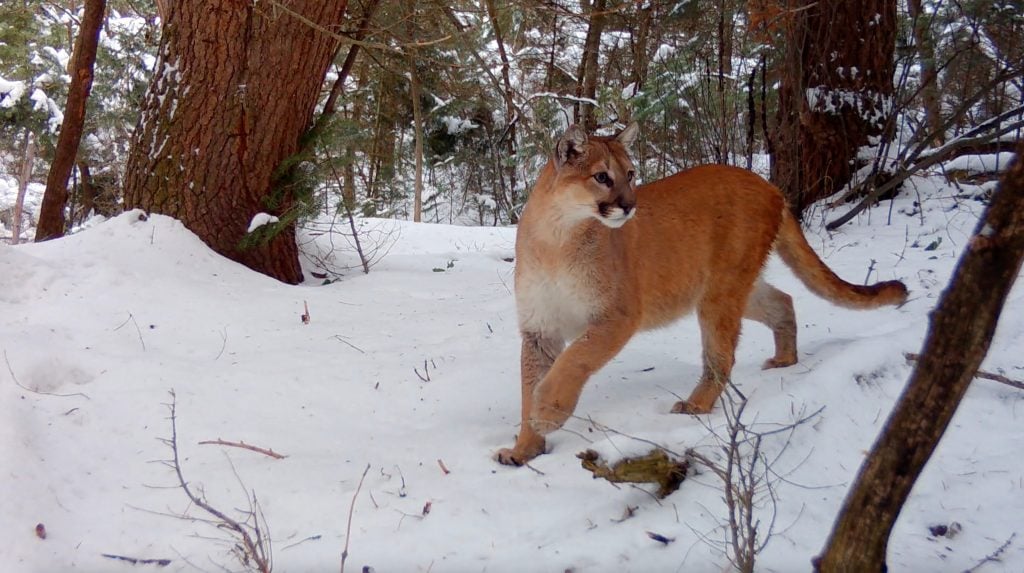 Trail camera image of a cougar from Utah Mountain Lion Conservation trail camera