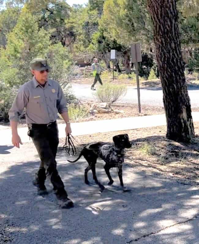 Park ranger walking with black and white speckled dog on a leash
