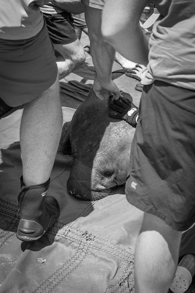 Jacksonville Zoo and Botanical Gardens announced today that Alpine, a rehabilitated Florida manatee, was released into the wild in Crystal River on June 23, marking the first manatee release from the Zoo&rsquo;s new J. Wayne and Delores Barr Weaver Manatee River habitat.