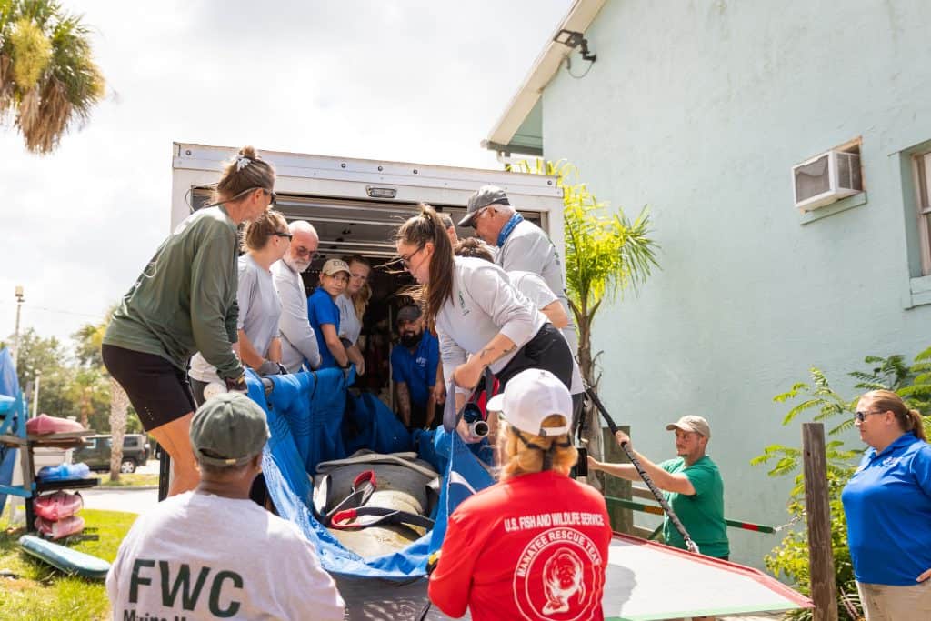 Jacksonville Zoo and Botanical Gardens announced today that Alpine, a rehabilitated Florida manatee, was released into the wild in Crystal River
