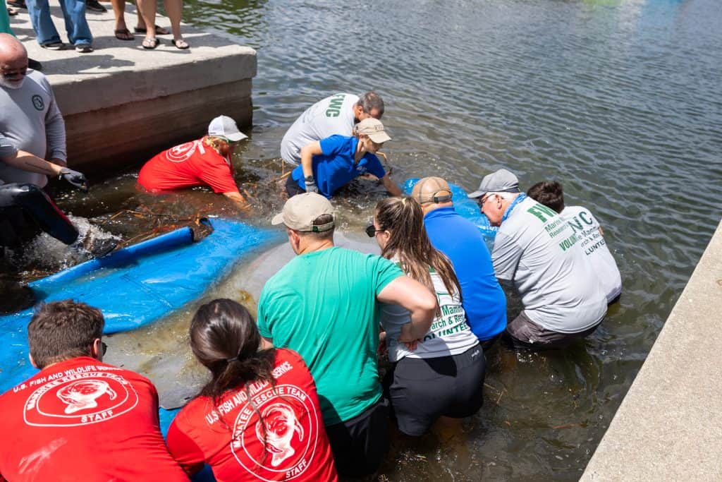 Jacksonville Zoo and Botanical Gardens announced today that Alpine, a rehabilitated Florida manatee, was released into the wild in Crystal River