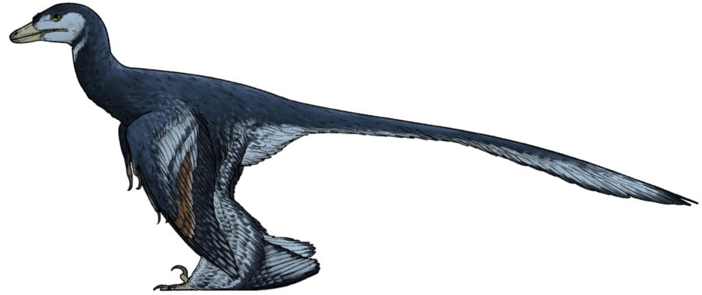 Jian changmaensis