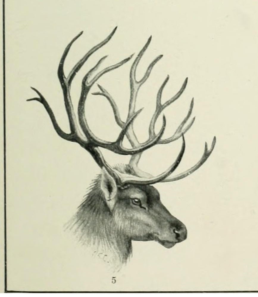 5. Schomburgk's deer (Rucervus schomburgki) 