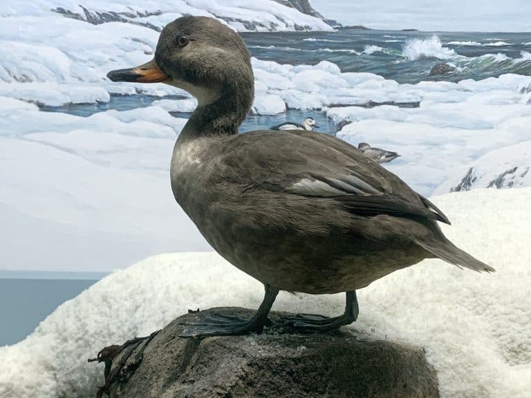 Labrador duck depicted wintering at Montauk Point, Long Island.