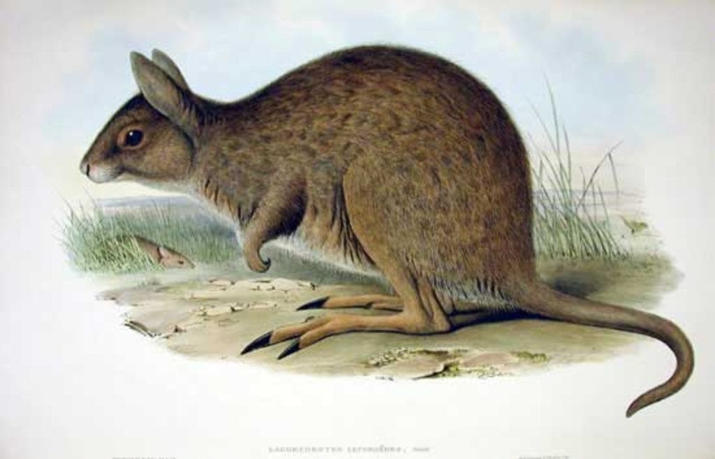 Eastern hare-wallaby